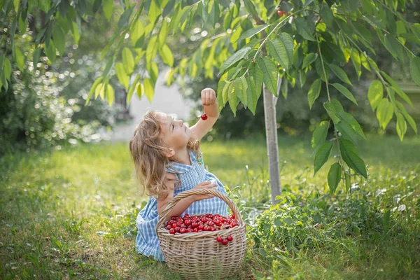 Meyve bahçesinde olgun ve tatlı yaz meyveleri — Stok fotoğraf