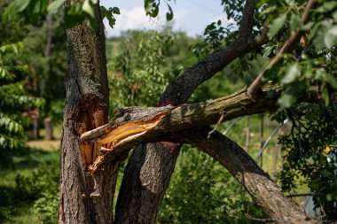 Yazın bahçede bir erik ağacının kırık dalı.