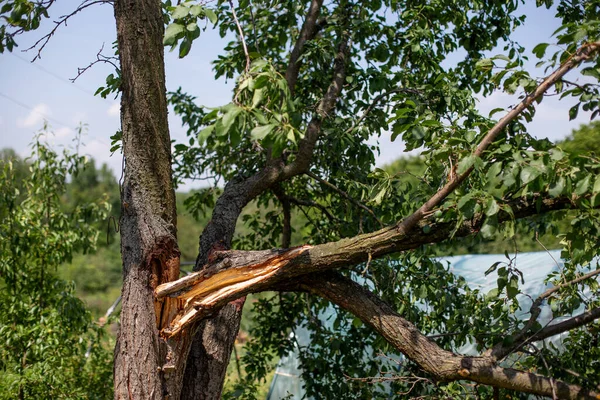 Yazın bahçede bir erik ağacının kırık dalı.