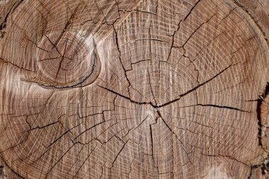Ahşap kütük yığını dokusu, arkaplan kerestesi