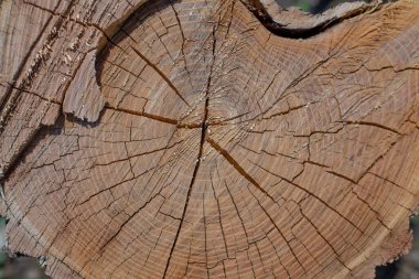 Ahşap kütük yığını dokusu, arkaplan kerestesi