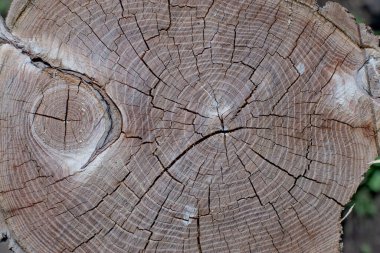 Ahşap kütük yığını dokusu, arkaplan kerestesi