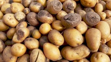 Damaged, spoiled potatoes, unhealthy vegetables. Sick, disease, late blight. Rotten harvest. Crop failure. Tuber affected by bacterial decay. Helminthosporium solani.