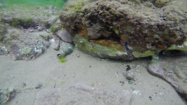 Nagranie Nurkowania Rafami Koralowymi Przezroczystą Wodą Rybami Śmieci Butelka Tworzywa — Wideo stockowe