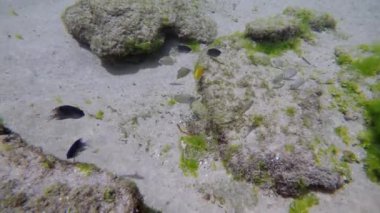 Şeffaf su ve balıklarla mercan resifleriyle dalış videosu.