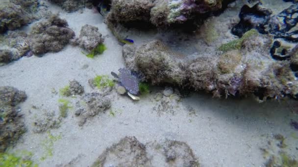 Videó Búvárkodás Korallzátonyokkal Átlátszó Vízzel Hallal — Stock videók