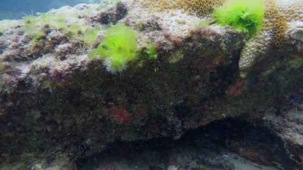 Wideo Nurkowania Rafami Koralowymi Przezroczystą Wodą Rybami — Wideo stockowe