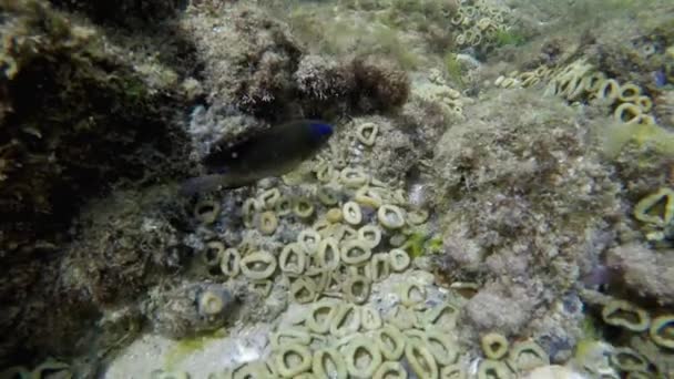 Video Dykning Med Korallrev Med Transparent Vatten Och Fisk — Stockvideo