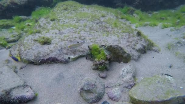 Video Dykning Med Korallrev Med Transparent Vatten Och Fisk — Stockvideo