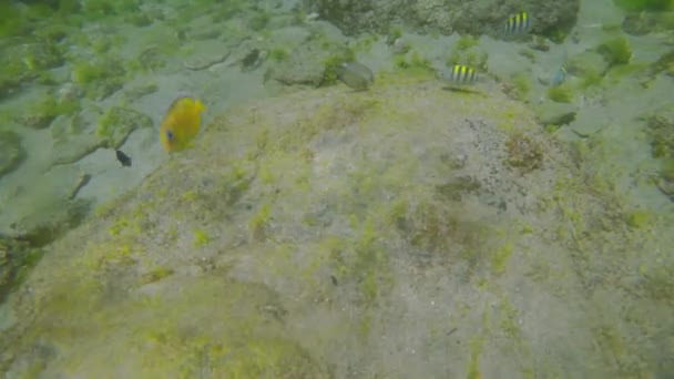 산호초와 물고기를 가지고 잠수하는 — 비디오