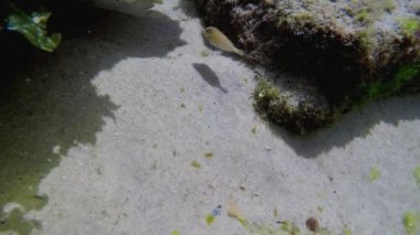 Şeffaf su ve balıklarla mercan resifleriyle dalış videosu.