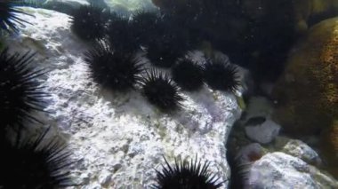 Şeffaf su ve balıklarla mercan resifleriyle dalış videosu.