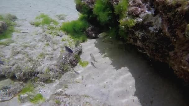 Video Buceo Con Arrecifes Coral Con Agua Transparente Peces — Vídeos de Stock