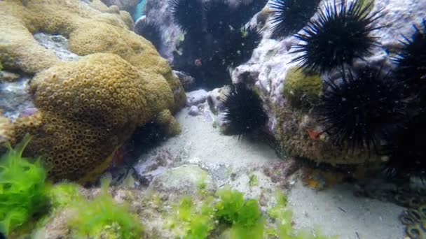 带有透明水和鱼的珊瑚礁潜水录像 — 图库视频影像