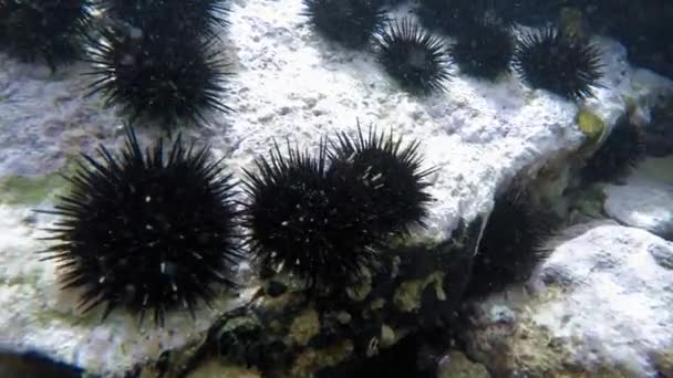 透明水と魚とサンゴ礁でのダイビングのビデオ — ストック動画