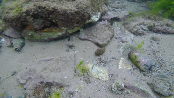 Video Buceo Con Arrecifes Coral Con Agua Transparente Peces — Vídeo de stock