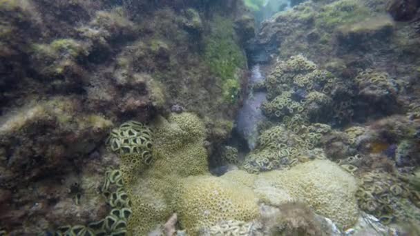 Video Vom Tauchen Mit Korallenriffen Mit Transparentem Wasser Und Fischen — Stockvideo