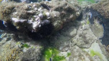 Şeffaf su ve balıklarla mercan resifleriyle dalış videosu.