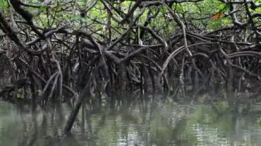 Tropikal mangrov bitkilerinin arasından nehrin aşağısına yelken açıyorlar.