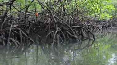 Tropikal mangrov bitkilerinin arasından nehrin aşağısına yelken açıyorlar.
