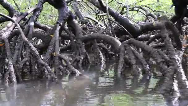 Varen Langs Rivier Door Tropische Mangrove Vegetatie — Stockvideo