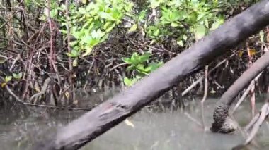 Tropikal mangrov bitkilerinin arasından nehrin aşağısına yelken açıyorlar.