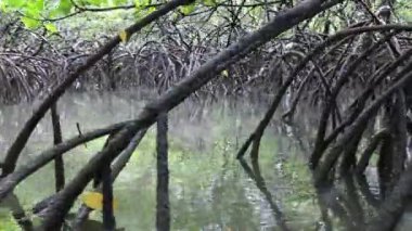 Tropikal mangrov bitkilerinin arasından nehrin aşağısına yelken açıyorlar.