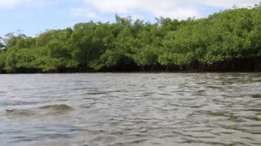 Tropikal mangrov bitkilerinin arasından nehrin aşağısına yelken açıyorlar.