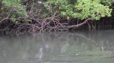 Tropikal mangrov bitkilerinin arasından nehrin aşağısına yelken açıyorlar.