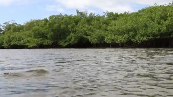 Descendre la rivière à travers la végétation tropicale des mangroves