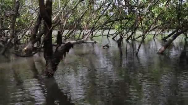 Navegando Río Abajo Través Vegetación Tropical Manglares — Vídeos de Stock