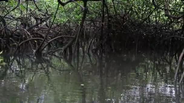 Varen Langs Rivier Door Tropische Mangrove Vegetatie — Stockvideo