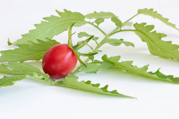 Pomodori Ciliegia Con Foglie Verdi Sullo Sfondo Bianco — Foto Stock