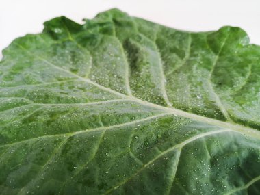 Beyaz arka planda izole edilmiş lahana yaprağı. Boşluğu kopyala