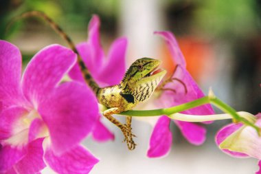 Mor orkide kertenkele gülümseme
