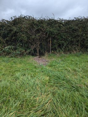 Bulutlu bir gökyüzünün altında, uzun, rüzgarlı otların arasından uzanan soluk bir patikalı, aşırı büyümüş bir çiti gösteren doğal bir sahne. Görüntü, bakımsız kırsal kesimin sessiz ve ham güzelliğini yakalıyor..