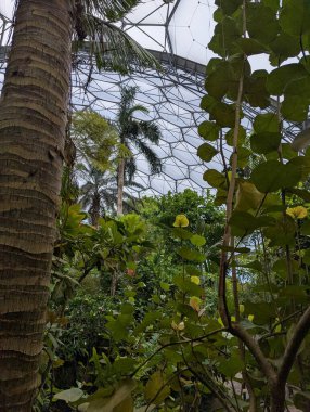 Yüksek palmiyeler ve yeşil yapraklar jeodezik cam tepe örtüsünün altında gelişen yemyeşil yapraklarla Birleşik Krallık Eden Project biodome 'da yemyeşil bir ekosistem ortaya çıkar..