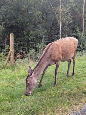 Kızıl bir geyik, Cervus elaphus, İskoçya 'nın ıssız bir adasındaki çitin yanında yemyeşil çimlerde otlar, sakin adanın vahşi yaşamını ön plana çıkaran sık ağaçlık bir alana kurulmuştur..