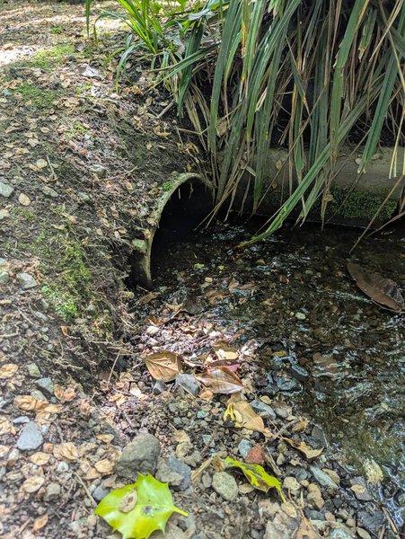An overgrown UK woodland embankment cradles a small concrete drainage pipe discharging water into a shallow, rocky runoff channel lined with moss, leaves, and soil, illustrating erosion control and environmental water management practices.