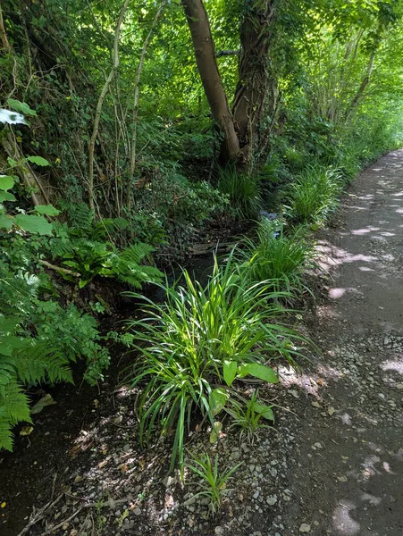 Huzurlu bir Birleşik Krallık ormanlık yolu, yapraklarla kaplı patikada benekli güneş ışığının dans ettiği, sarmaşık kaplı bir ağacın altındaki eğreltiotu yapraklı bir akarsuyun yanında esiyor..