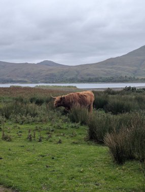 Kıvrımlı boynuzları olan kırmızı bir İskoç ineği İskoçya 'daki Lochbuie Gölü' nün yanındaki çimenli bir bataklıkta duruyor. Mull Adası 'nda. Yuvarlanan tepeler ve dağlarla çevrelenmiş bulutlu bir gökyüzünün altında..
