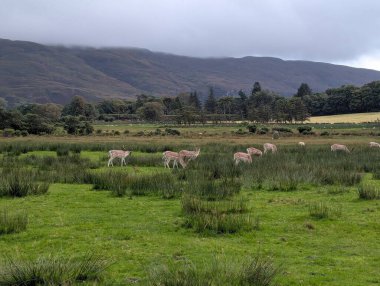 Bir geyik sürüsü İskoçya 'nın Mull Adası' ndaki Lochbuie 'de yemyeşil bir çayırda otlar ve uzaktan yükselen sisli tepeler vardır. Huzurlu sahne, el değmemiş bir kırsal kesimdeki vahşi hayatı vurguluyor..