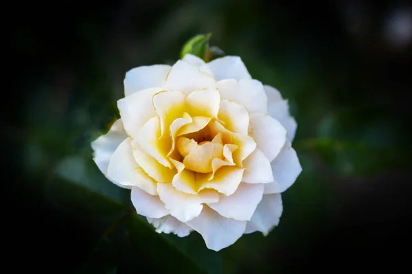 Blume Rose Einer Teefarbe Nahaufnahme Auf Dunklem Hintergrund — Stockfoto