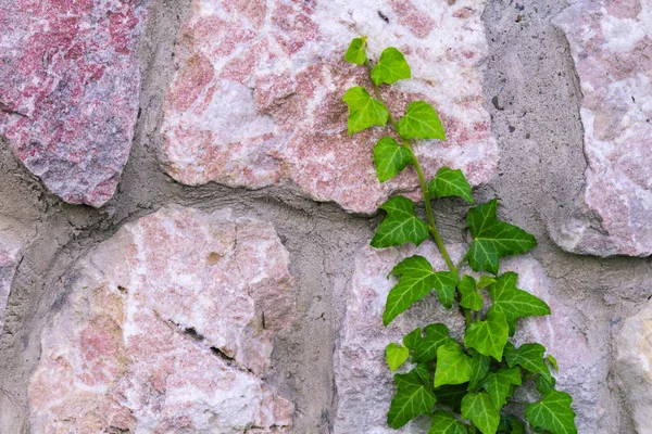 Taş duvarda yeşil sarmaşık dal büyür