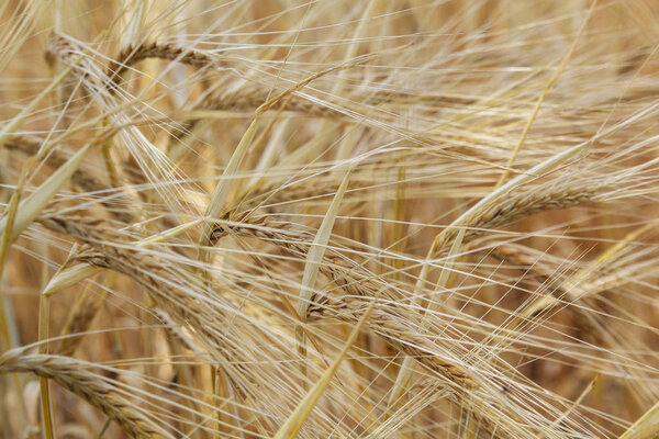 Желтый фон. уши спелой пшеницы. урожай зерновых. Хлеб
.