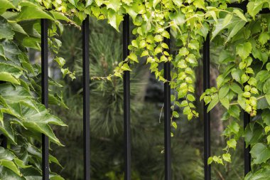 Farklı şekiller yeşil yaprakları tarafından çevrili siyah renk Metal parmaklıklar