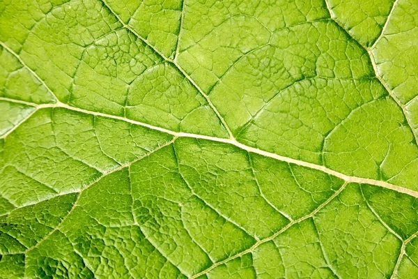 Hoja Verde Fresca Primer Plano Con Poca Profundidad Campo Fondo —  Fotos de Stock