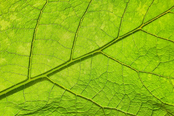 Fresh Green Leaf Close Shallow Depth Field Natural Background — Stock Photo, Image