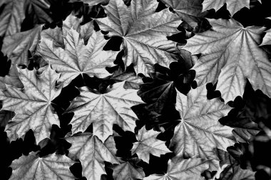 Akçaağaç yapraklarının siyah beyaz resminin aksine. Koyu arkaplan.