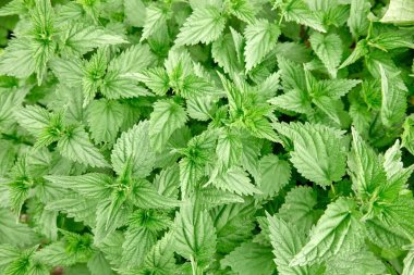 Taze yeşil ısırgan otu yaprakları. Yapay arkaplan.